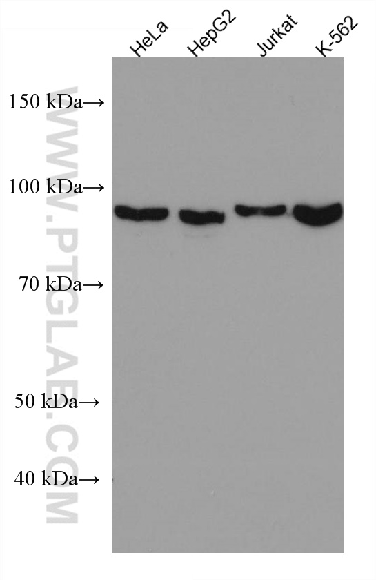 WB analysis using 67597-1-Ig