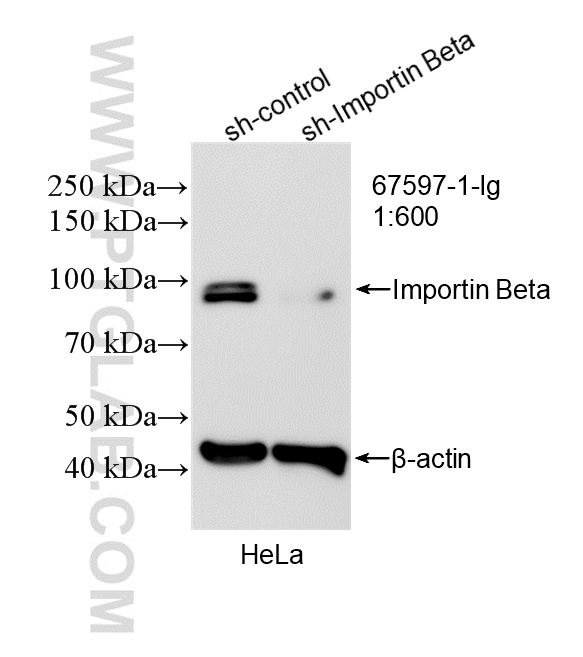 WB analysis of HeLa using 67597-1-Ig