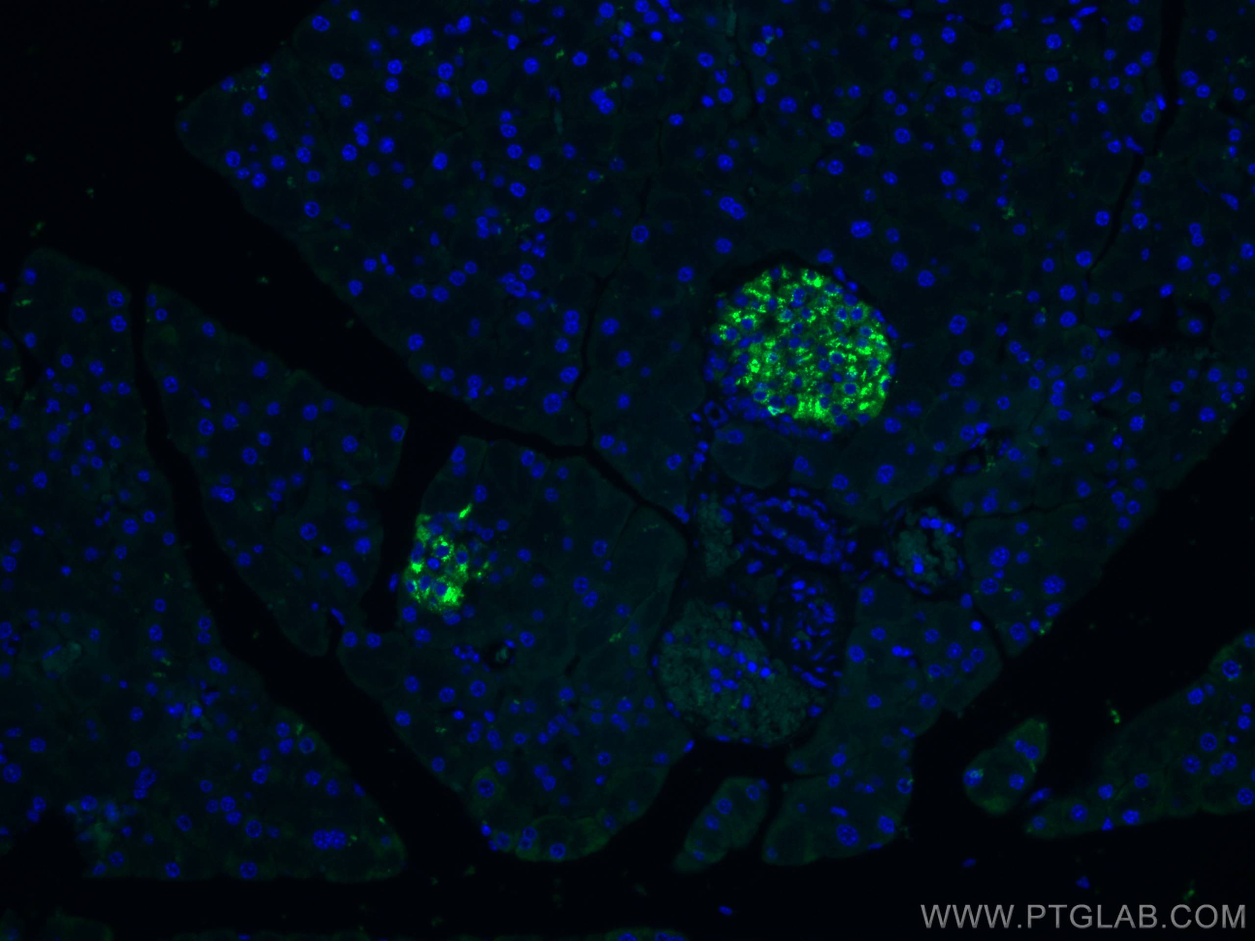 IF Staining of mouse pancreas using CL488-67668