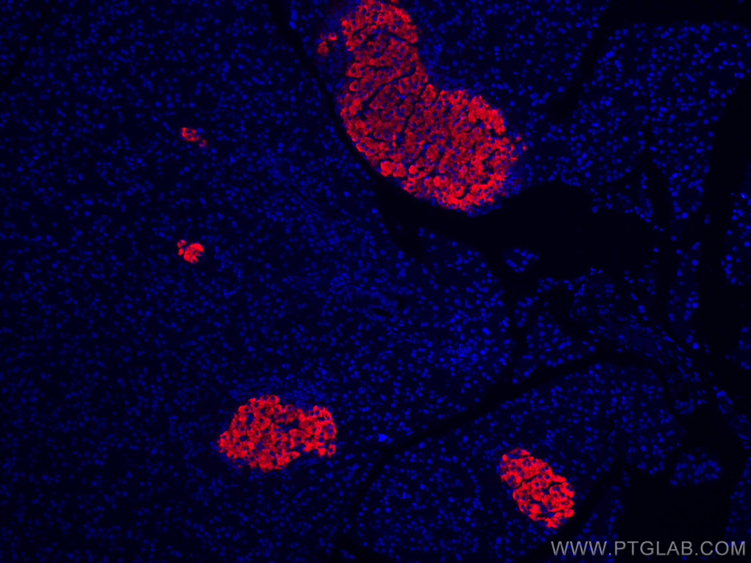 IF Staining of rat pancreas using CL594-67284