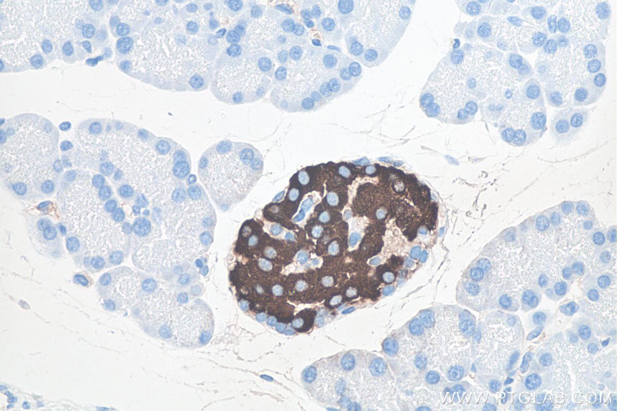 IHC staining of rat pancreas using 66198-1-Ig IHC staining of rat pancreas using 66198-1-Ig