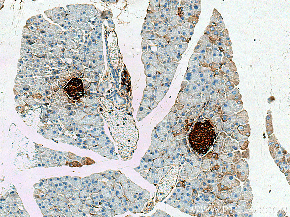 IHC staining of mouse pancreas using 28588-1-AP