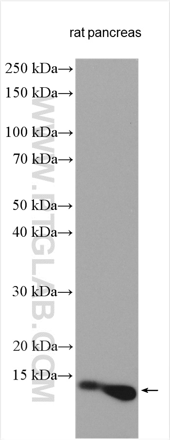 WB analysis using 28588-1-AP