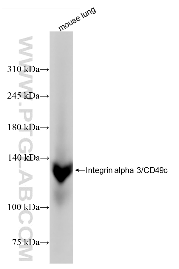 WB analysis of mouse lung using 88002-1-RR WB analysis of mouse lung using 88002-1-RR