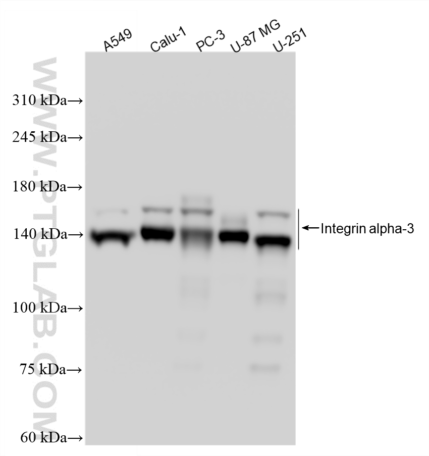 WB analysis using 88169-1-RR WB analysis using 88169-1-RR