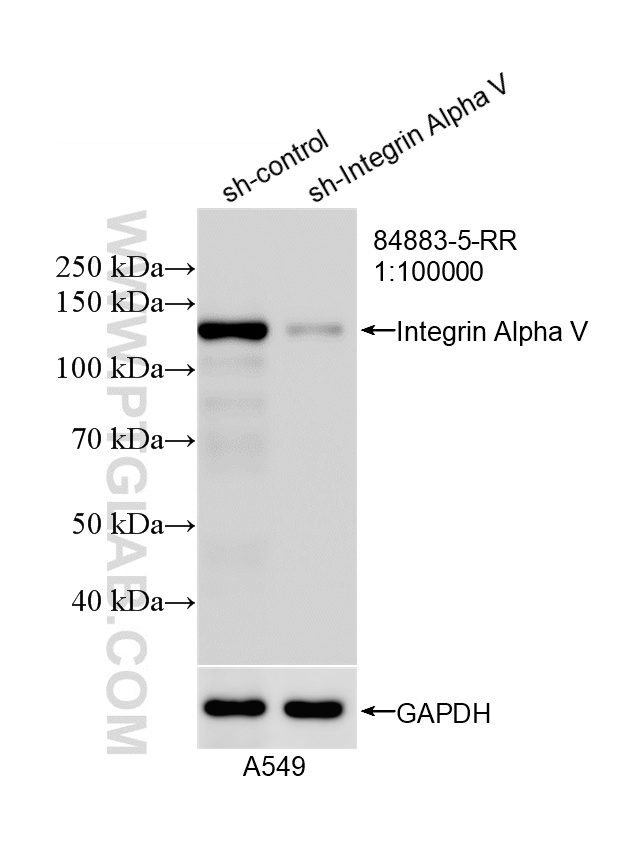 WB result of Integrin Alpha V antibody (84883-5-RR; 1:100000; incubated at room temperature for 1.5 hours) with sh-Control and sh-Integrin Alpha V transfected A549 cells. WB analysis of A549 using 84883-5-RR