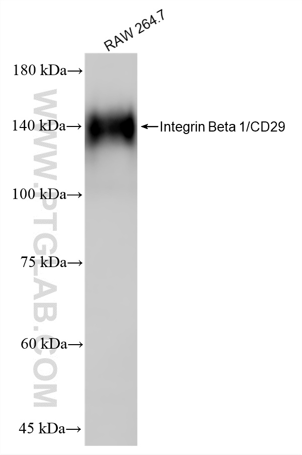 WB analysis using 87495-1-RR (same clone as 87495-1-PBS)