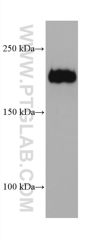 WB analysis of HepG2 using 68211-1-Ig