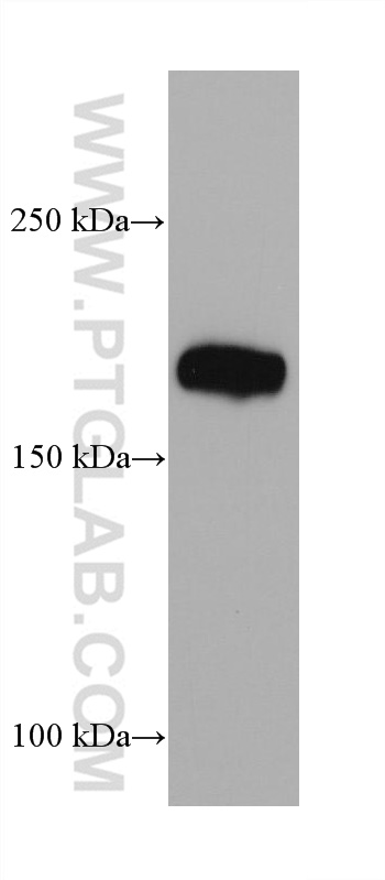 Integrin alpha-1