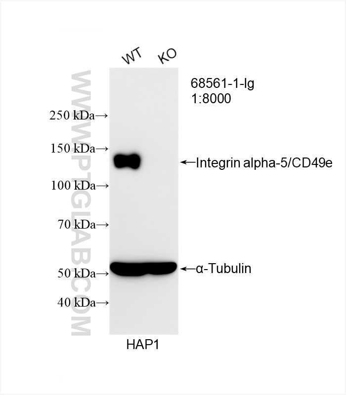 WB analysis of HAP1 using 68561-1-Ig