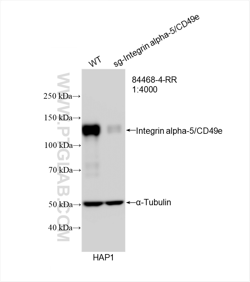 WB analysis of HAP1 using 84468-4-RR (same clone as 84468-4-PBS)