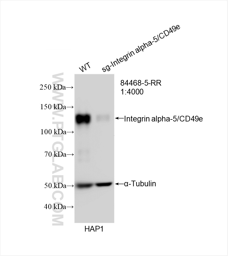 WB analysis of HAP1 using 84468-5-RR