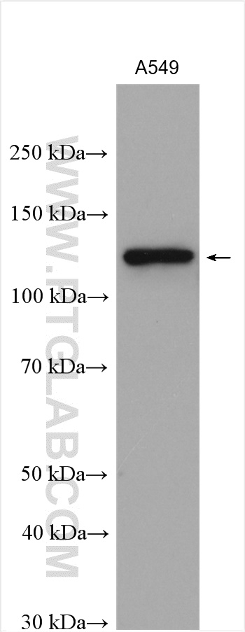 WB analysis using 27189-1-AP