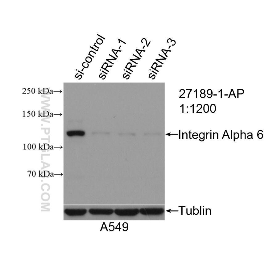 WB analysis of A549 using 27189-1-AP