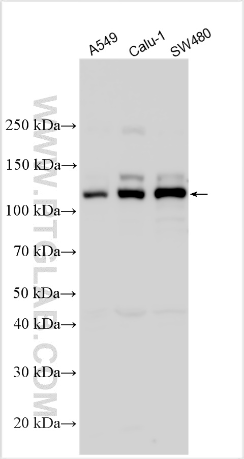 WB analysis using 27189-1-AP