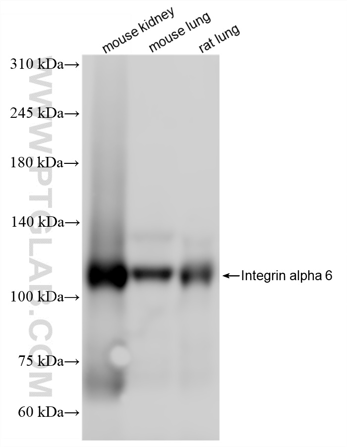 WB analysis using 87382-2-RR WB analysis using 87382-2-RR