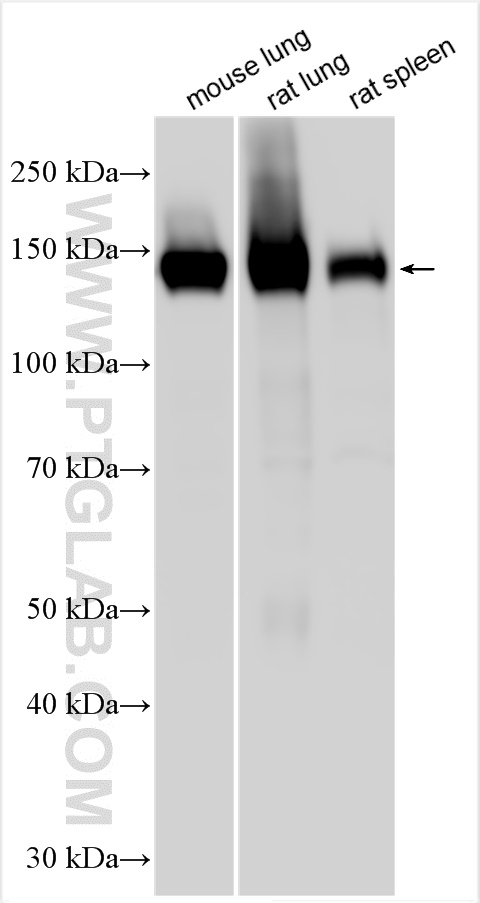 WB analysis using 30714-1-AP