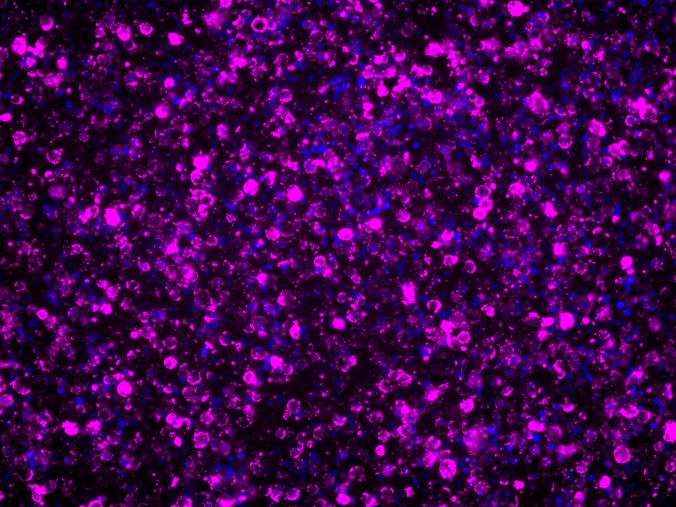 IF Staining of human PBMCs using 68893-3-Ig (same clone as 68893-3-PBS)