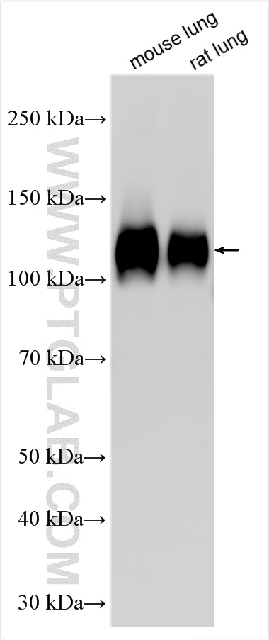 WB analysis using 26918-1-AP