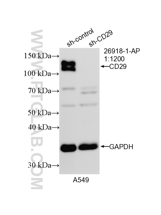 WB analysis of A549 using 26918-1-AP