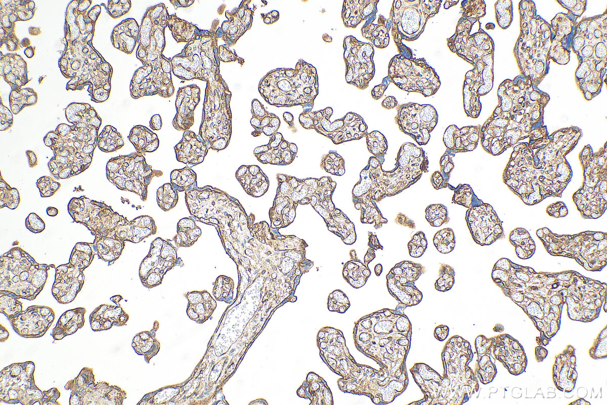 IHC staining of human placenta using 82729-3-RR