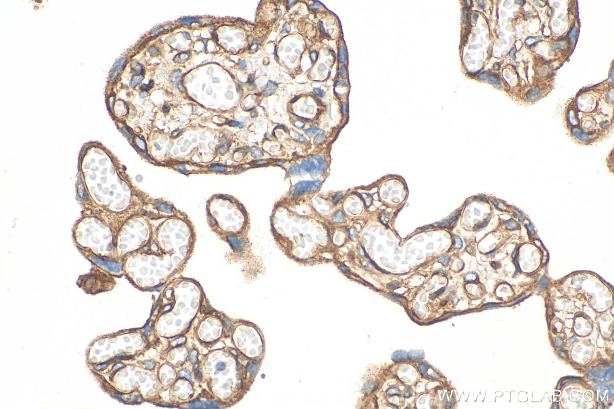 IHC staining of human placenta using 82729-3-RR