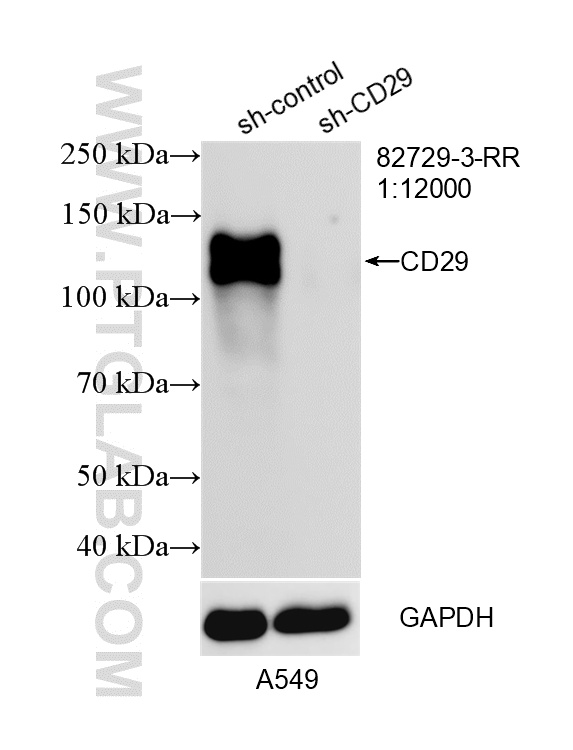 WB analysis of A549 using 82729-3-RR