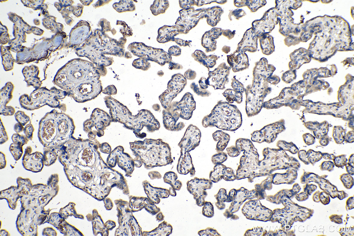 IHC staining of human placenta using 66952-1-Ig