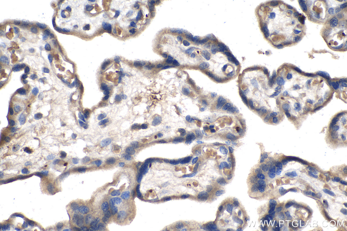 IHC staining of human placenta using 66952-1-Ig