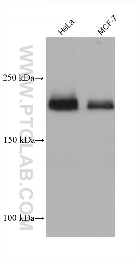 WB analysis using 66922-2-Ig