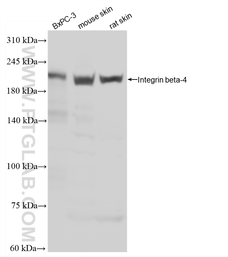 Various lysates were subjected to SDS PAGE followed by western blot with 87416-2-RR (ITB4 antibody) at dilution of 1:1000 incubated at room temperature for 1.5 hours. WB analysis using 87416-2-RR