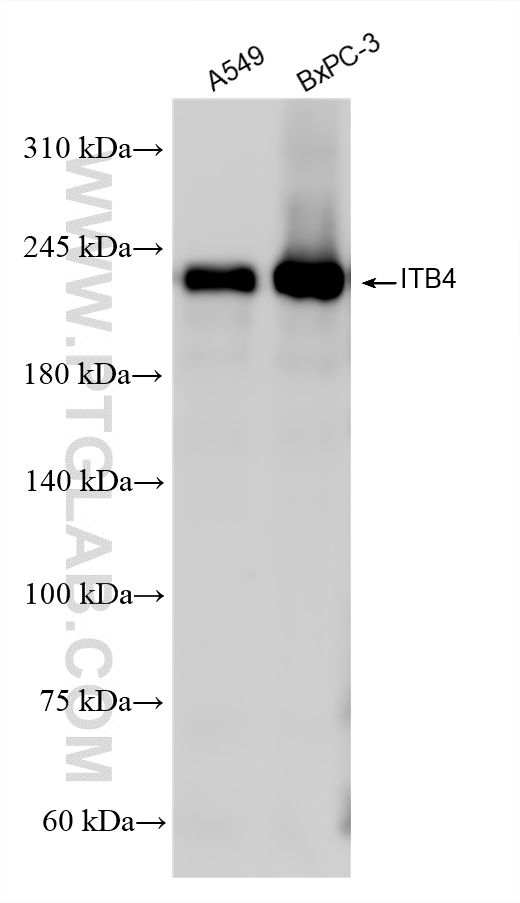 WB analysis using 87416-5-RR (same clone as 87416-5-PBS) WB analysis using 87416-5-RR (same clone as 87416-5-PBS)