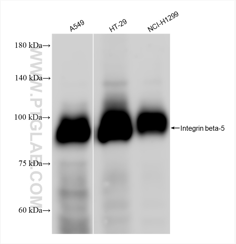 WB analysis using 83514-3-RR (same clone as 83514-3-PBS)