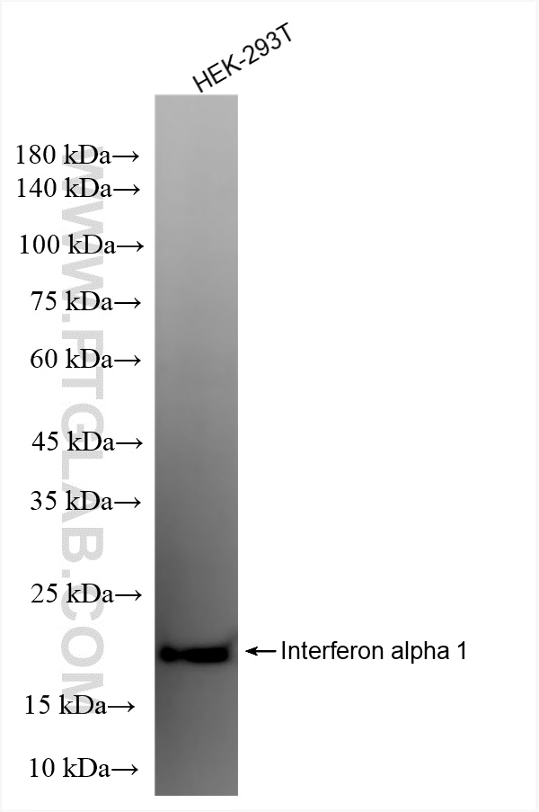 WB analysis of HEK-293T using 83684-6-RR