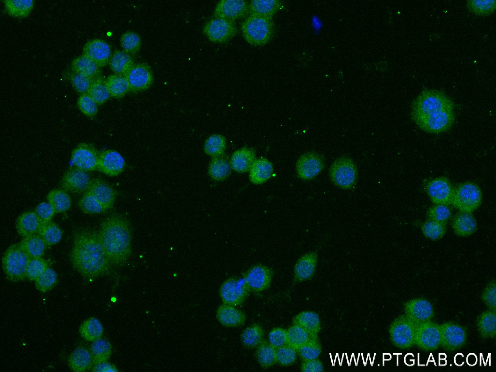IF Staining of RAW 264.7 using 83684-7-RR (same clone as 83684-7-PBS)