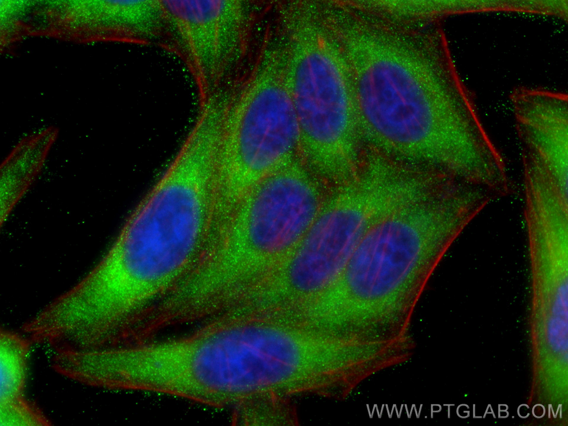 IF Staining of HepG2 using 27506-1-AP