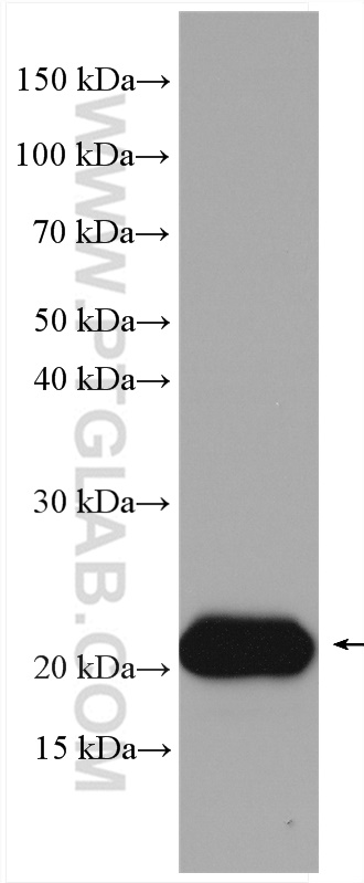 WB analysis of Recombinant protein using 27506-1-AP