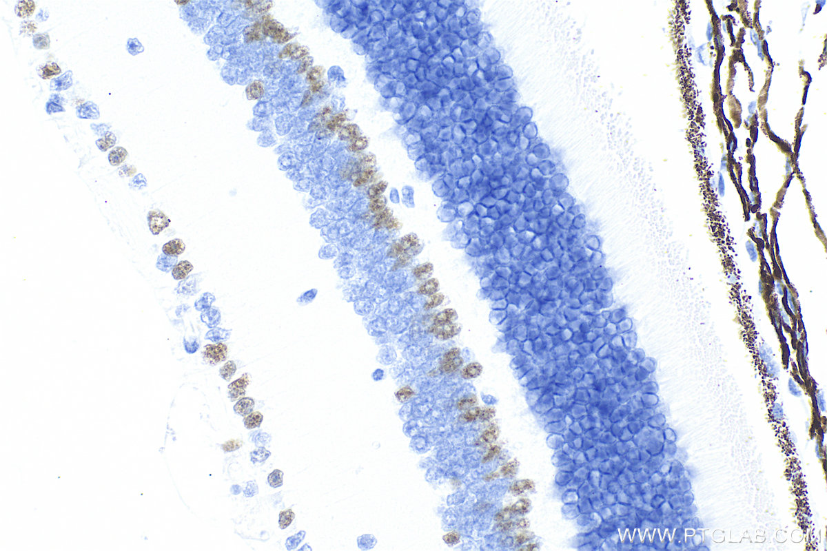 Immunohistochemical analysis of paraffin-embedded mouse eye tissue slide using 83784-4-RR (Islet 1 antibody) at dilution of 1:200 (under 40x lens). Heat mediated antigen retrieval with Tris-EDTA buffer (pH 9.0). IHC staining of mouse eye using 83784-4-RR