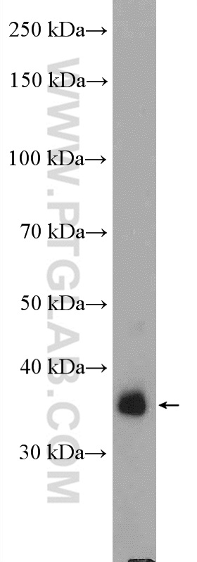 JAB1