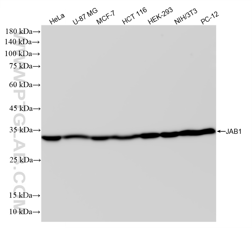Various lysates were subjected to SDS PAGE followed by western blot with <a class='green' href='/productredirect?CatalogNo=87012-1-RR' target='_blank'>87012-1-RR</a> (JAB1 antibody) at dilution of 1:3000 incubated at room temperature for 1.5 hours. This data was developed using the same antibody clone with 87012-1-PBS in a different storage buffer formulation. WB analysis using 87012-1-RR (same clone as 87012-1-PBS)