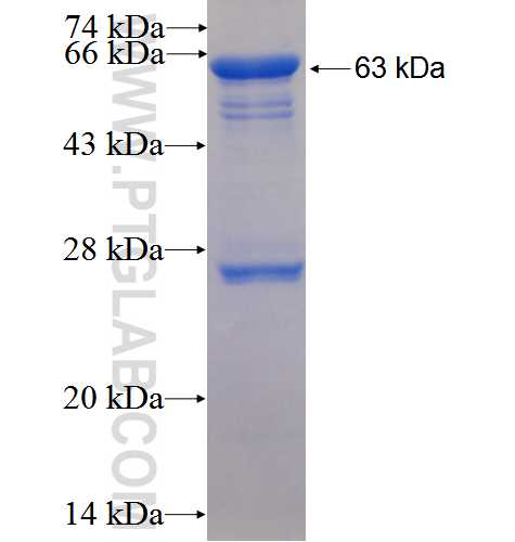 JAB1 fusion protein Ag25950 SDS-PAGE