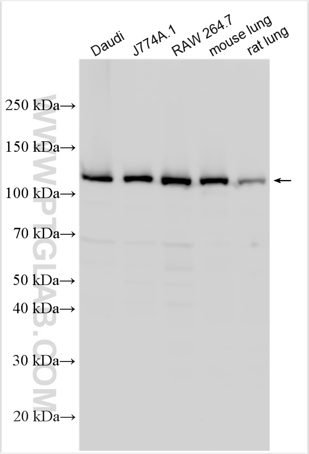 WB analysis using 27284-1-AP