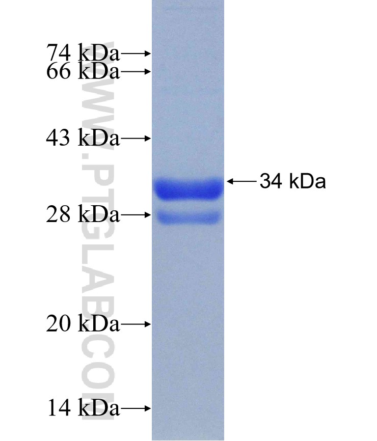 JAK1 fusion protein Ag25579 SDS-PAGE