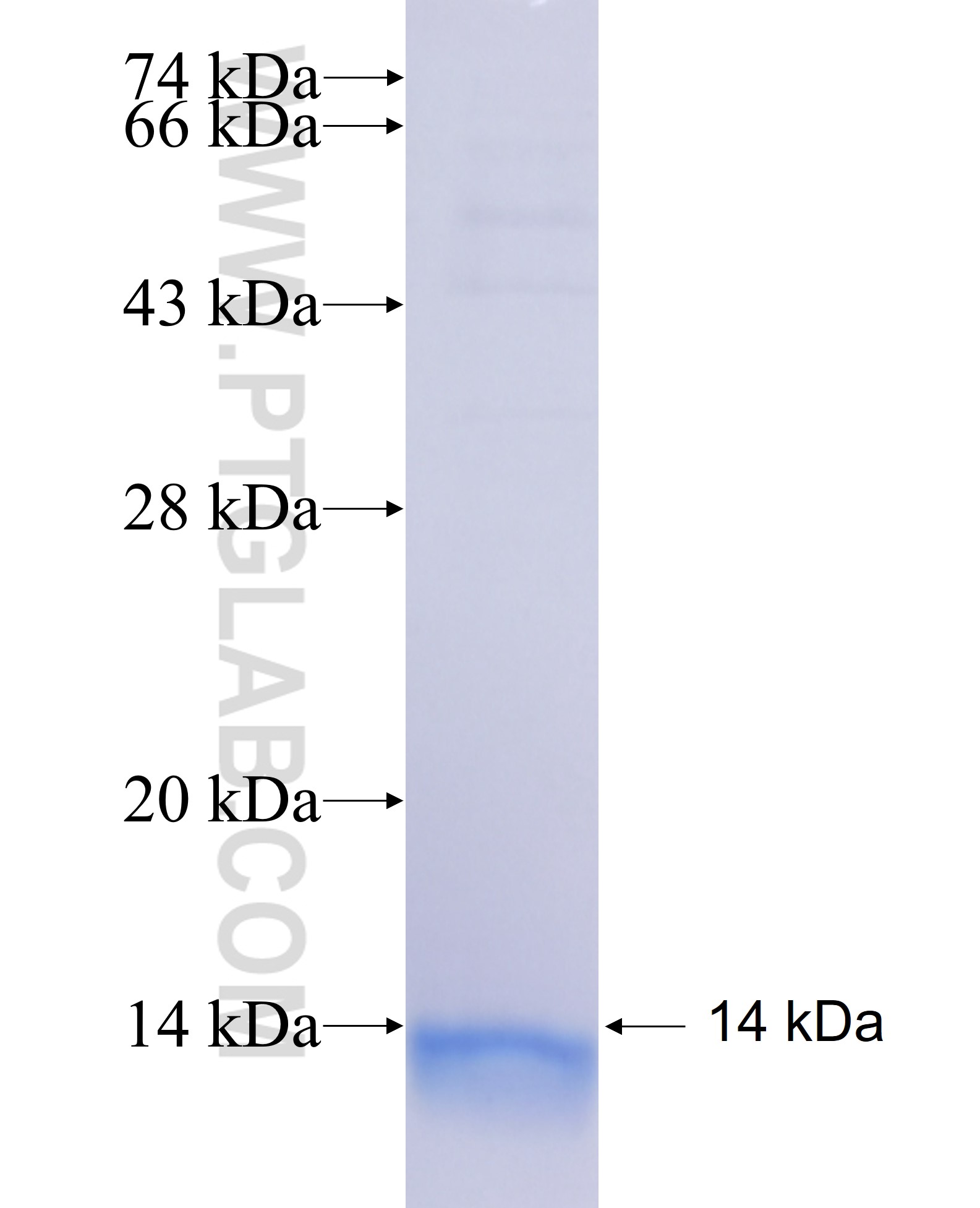 JAK1 fusion protein Ag25597 SDS-PAGE