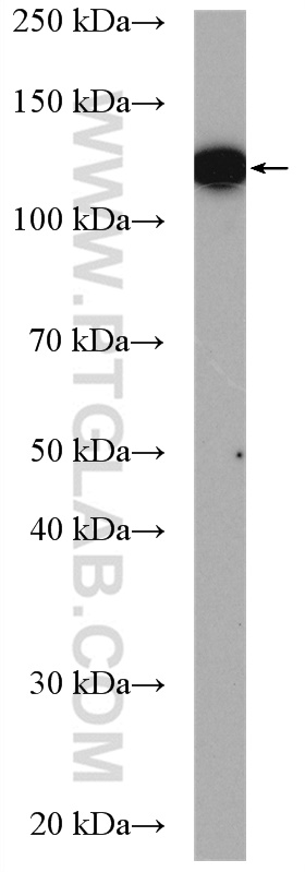 WB analysis of NIH/3T3 using 17670-1-AP