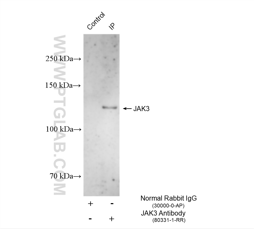 IP result of anti-JAK3 (IP:80331-1-RR, 4ug; Detection:80331-1-RR 1:1000) with HEK-293 cells lysate 1640 ug. IP experiment of HEK-293 using 80331-1-RR