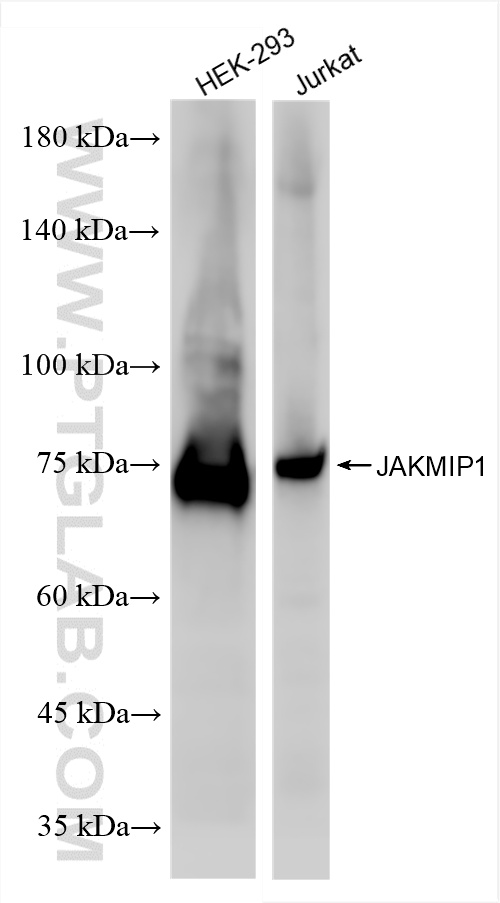 WB analysis using 86257-3-RR