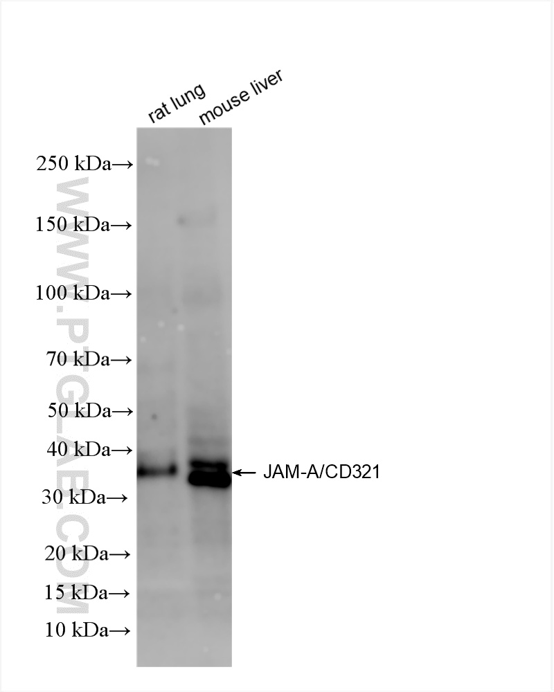 WB analysis using 86229-1-RR
