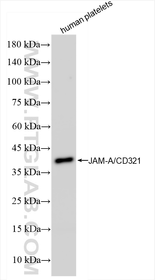 JAM-A/Junctional Adhesion Molecule A