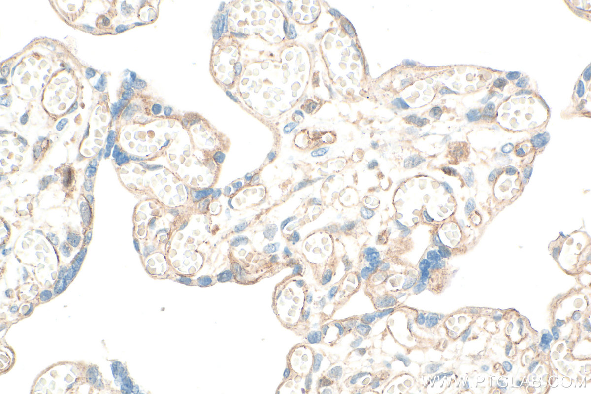 IHC staining of human placenta using 34226-1-AP